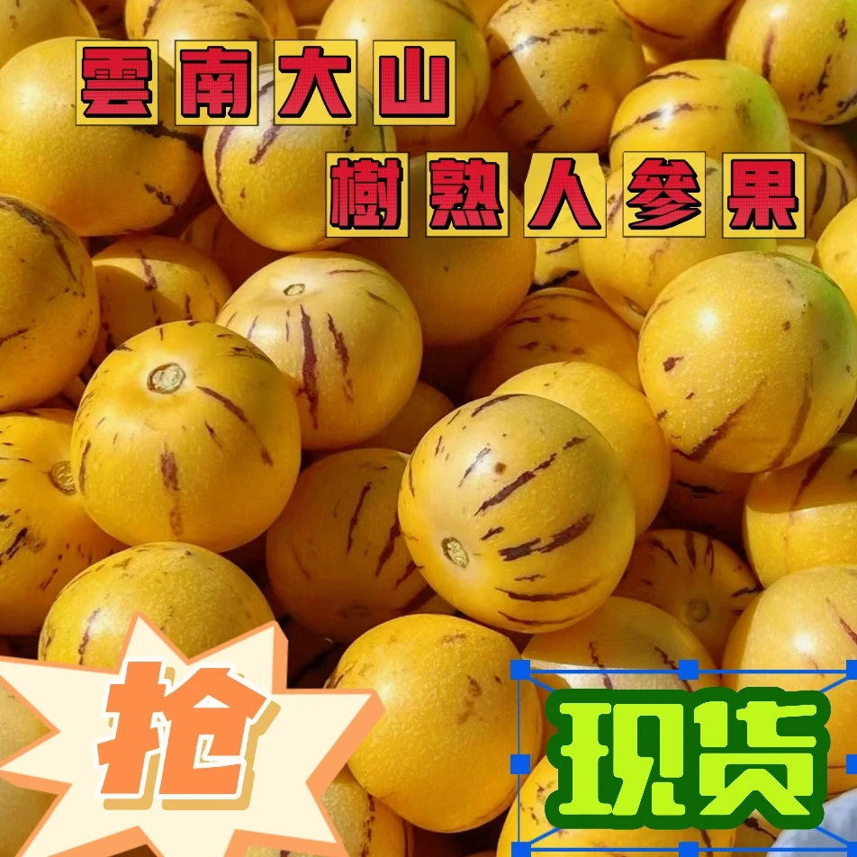 云南高山高海拔树上熟黄肉圆果人参果清甜多汁新鲜水果