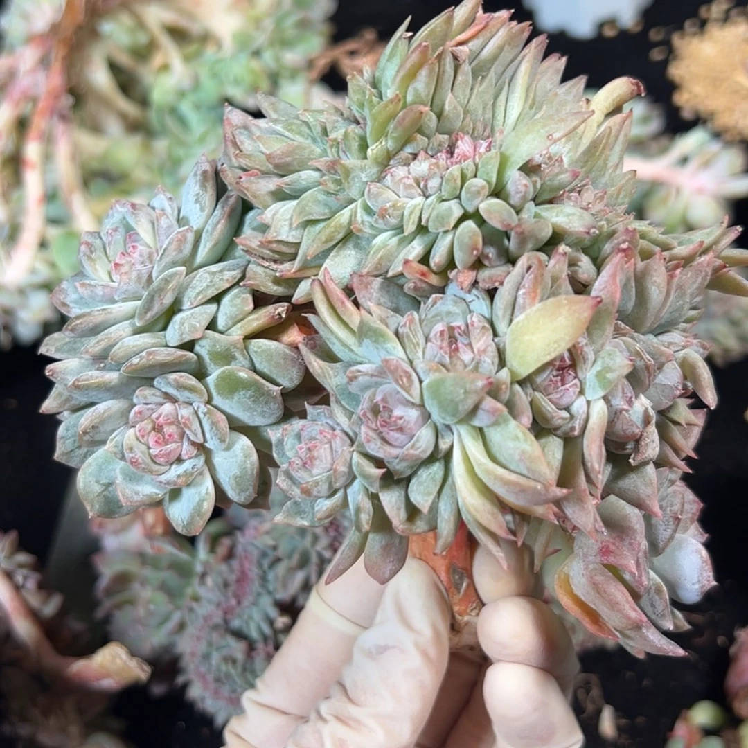 新年快乐 新年快乐 新年快乐