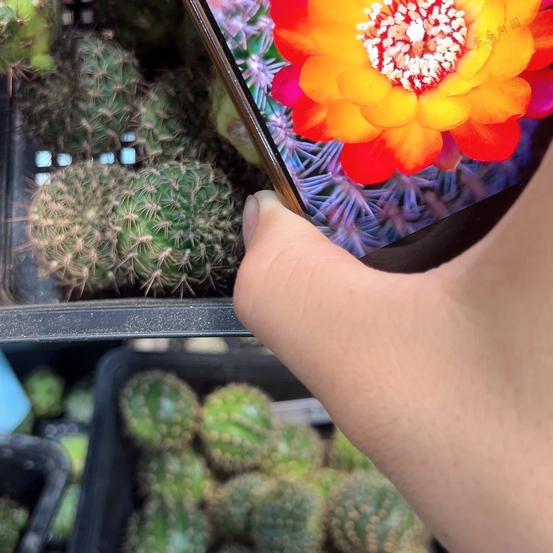 金太阳大侧芽火焰沟宝山仙人球侧芽