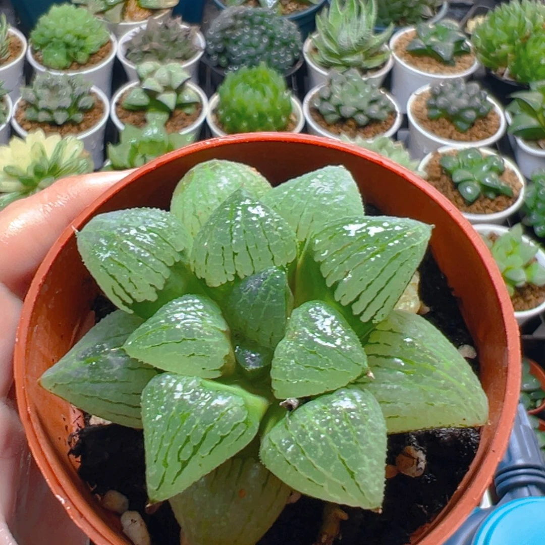 亲指姬玉露多肉多肉