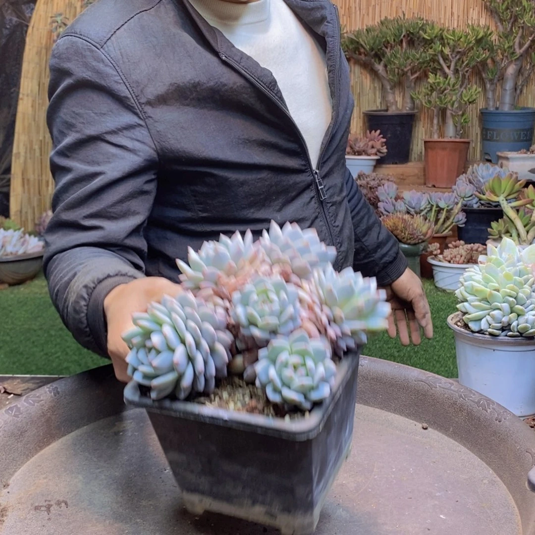 鲑****）106星星橙老桩多肉