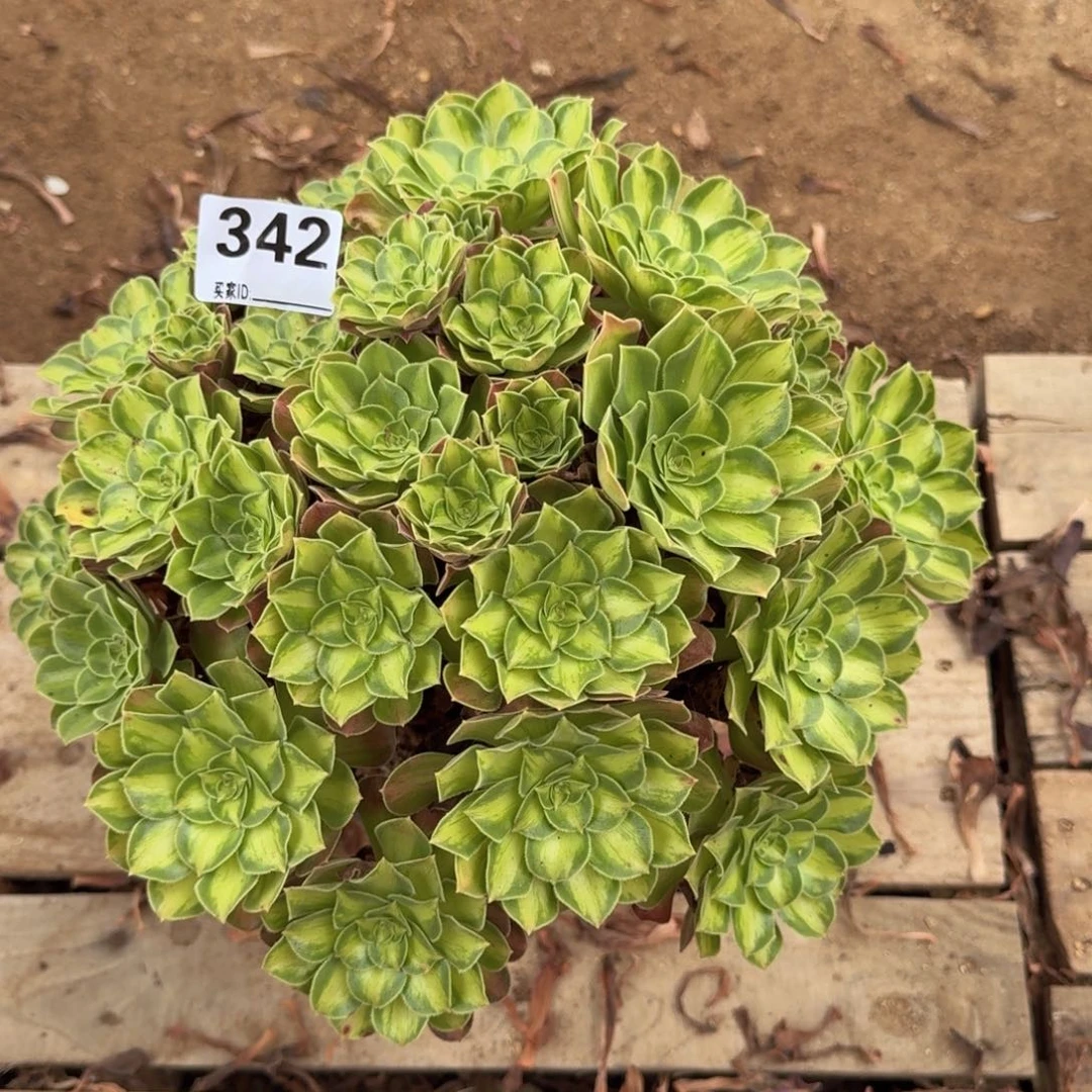 342韶华多肉植物