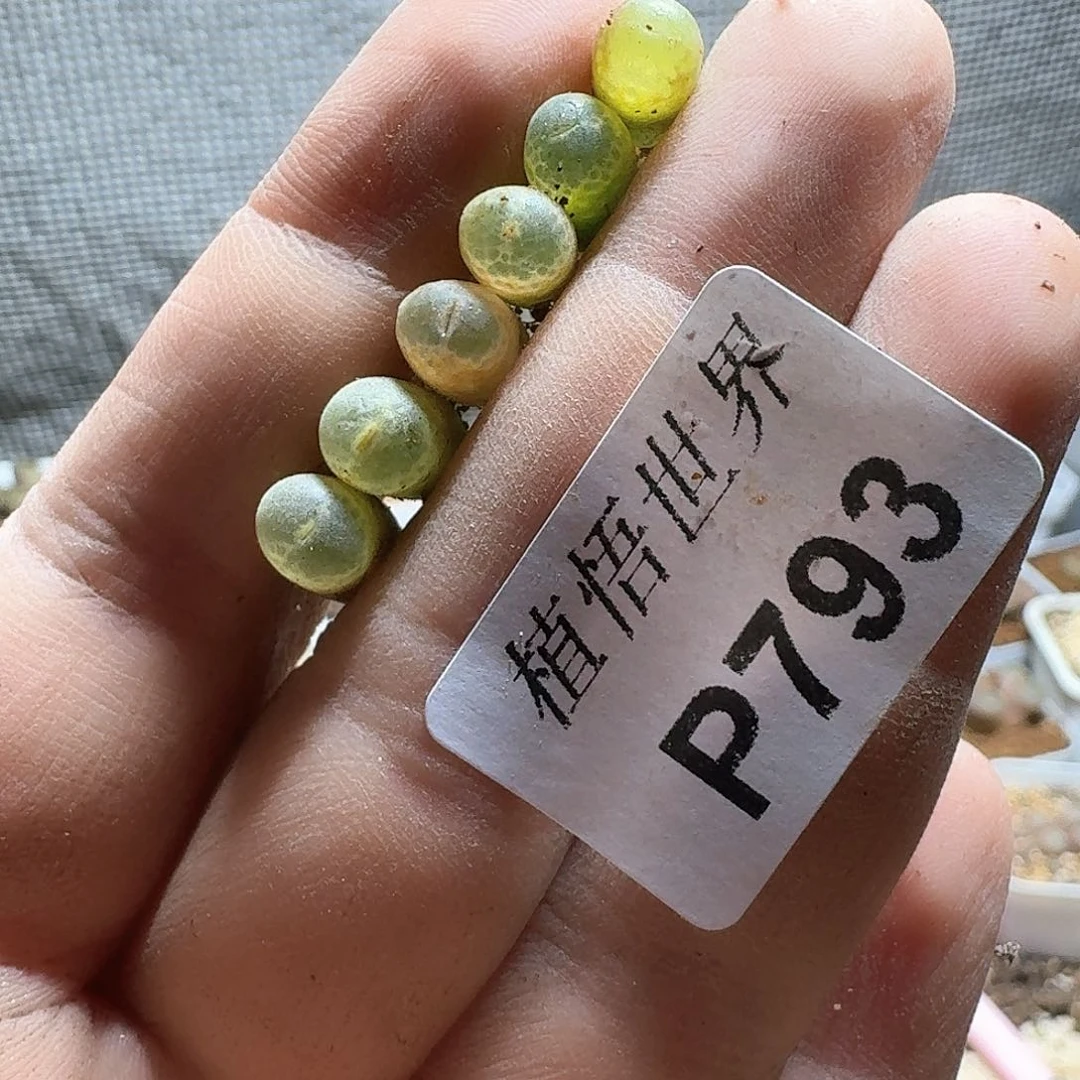793盒多肉植物哇c g g