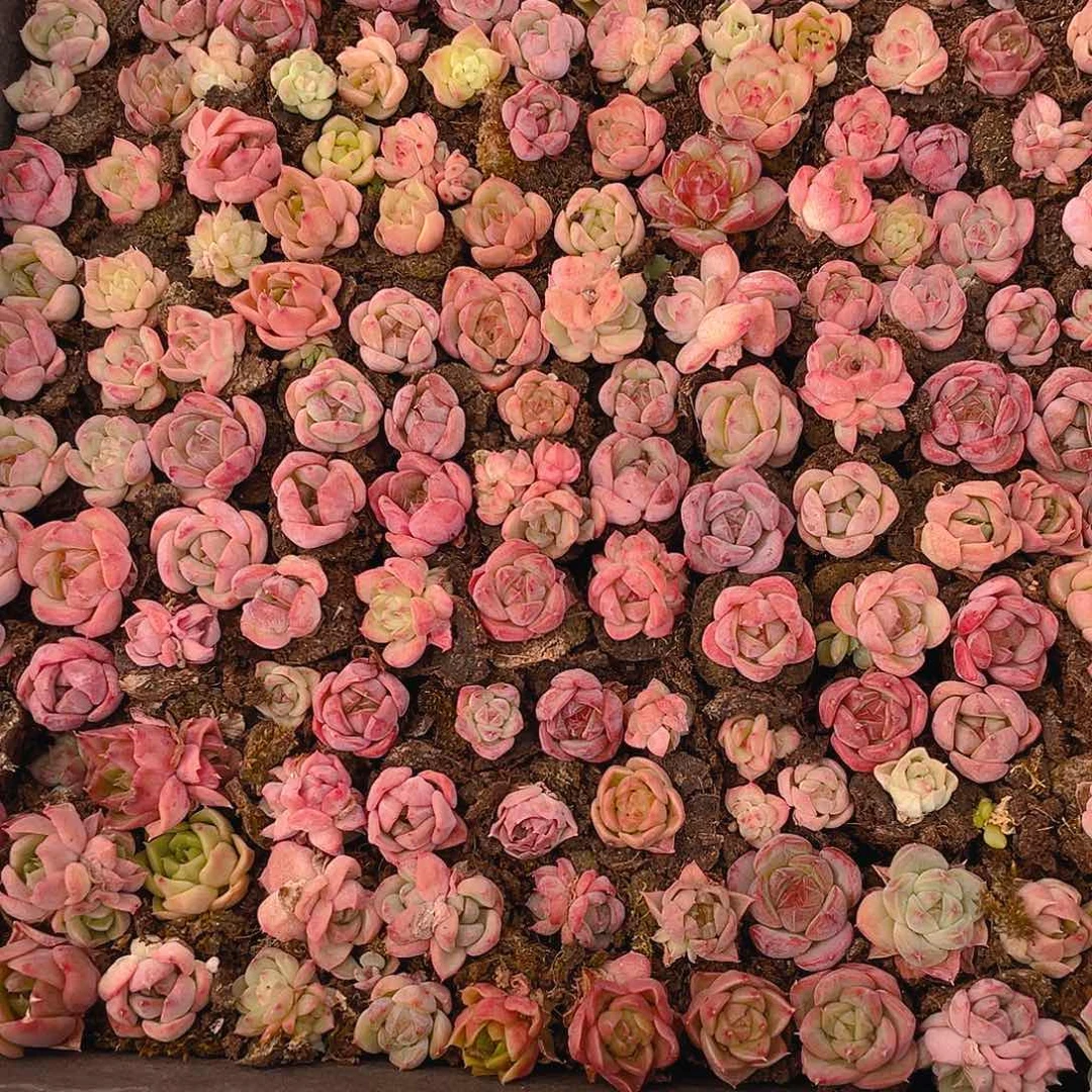 多肉植物多肉植物218