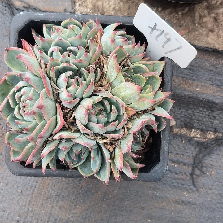 晨语多肉，一物一拍吉娃娃197