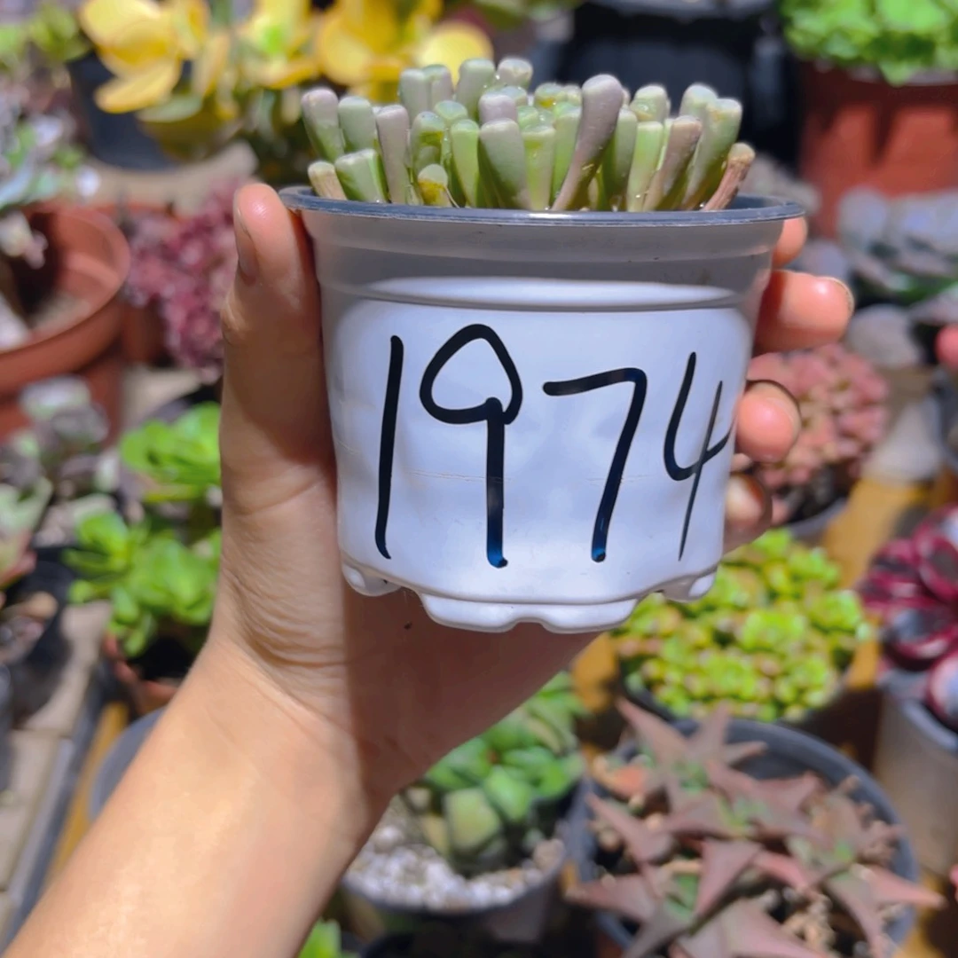 阿*控养五十玲玉新疆包邮