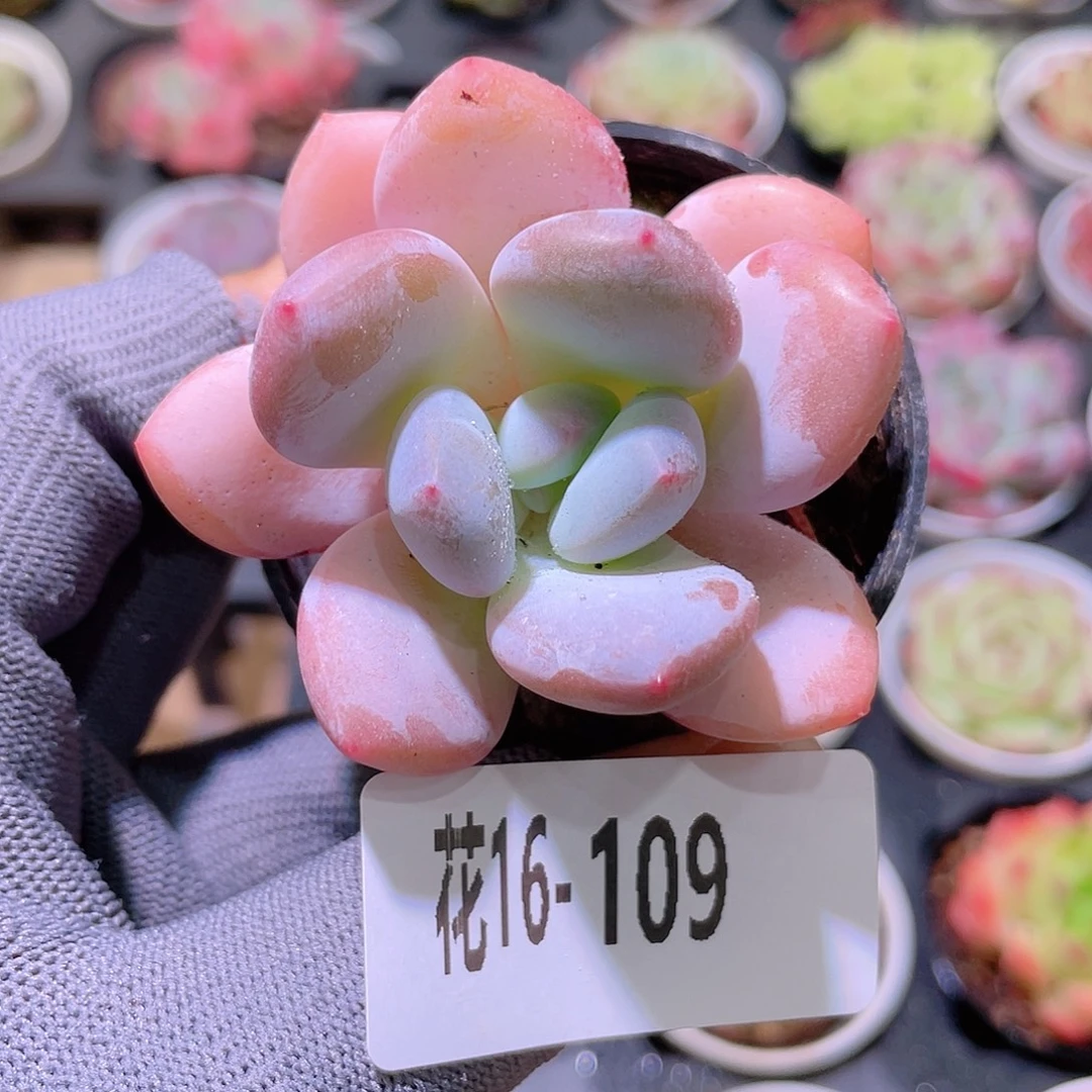 花利美16-109新品