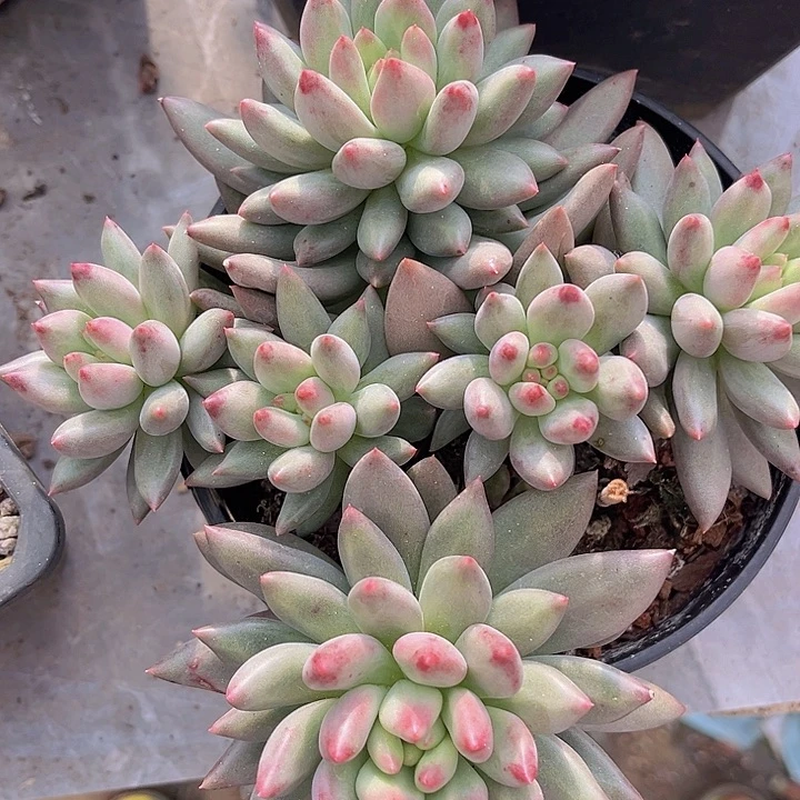 二代虞美人28225多肉植物