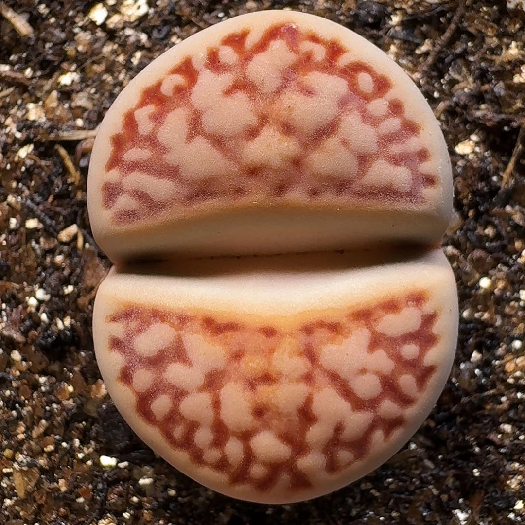 生石花111111。     280