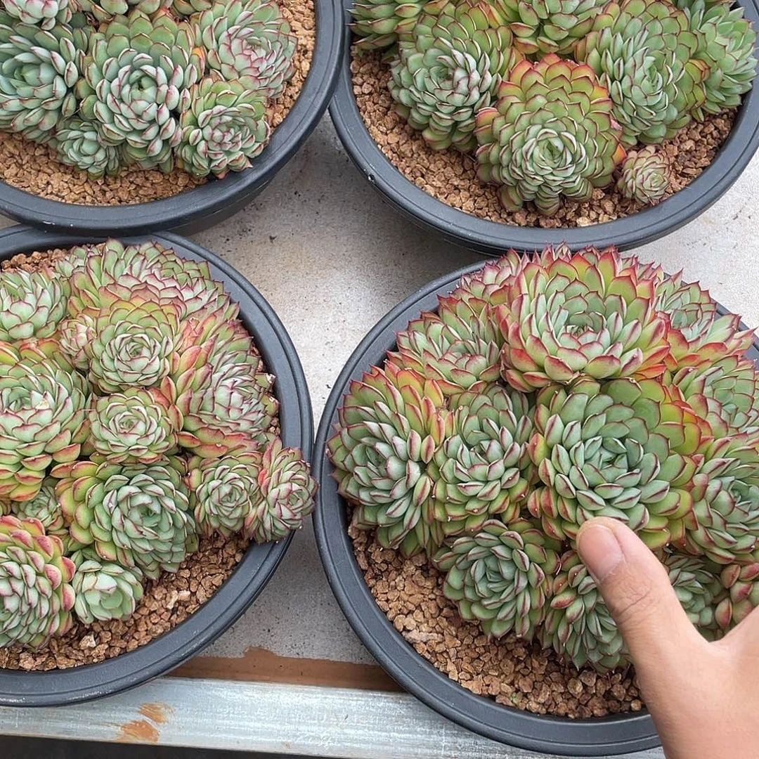 梦幻玫瑰老桩捧花20厘米可挑