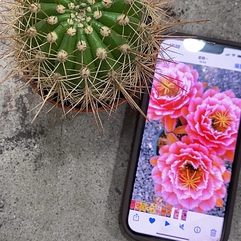 粉桃，5-7公分左右