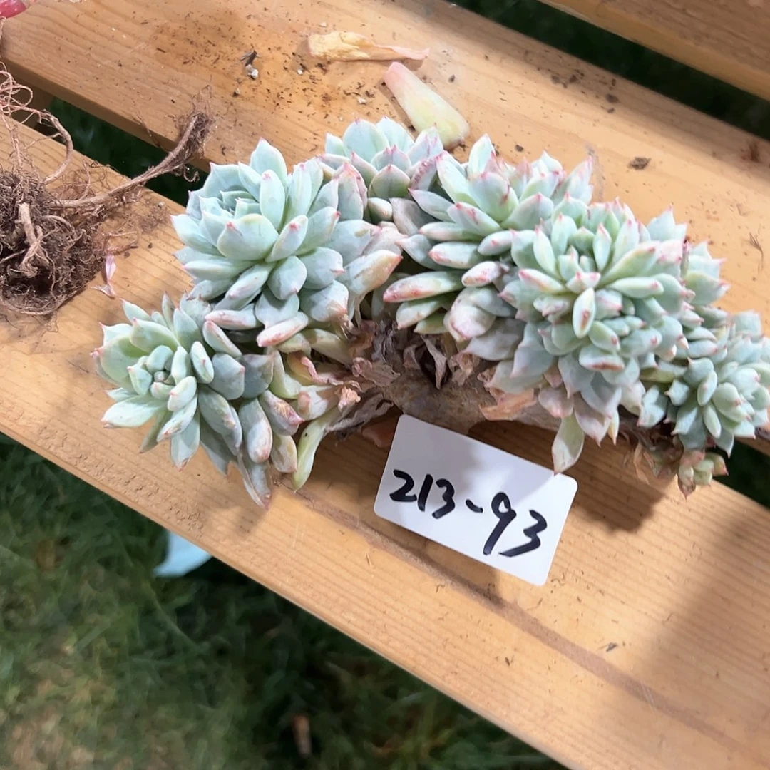 d**超213-93石化粉蓝鸟朵朵缀寄养