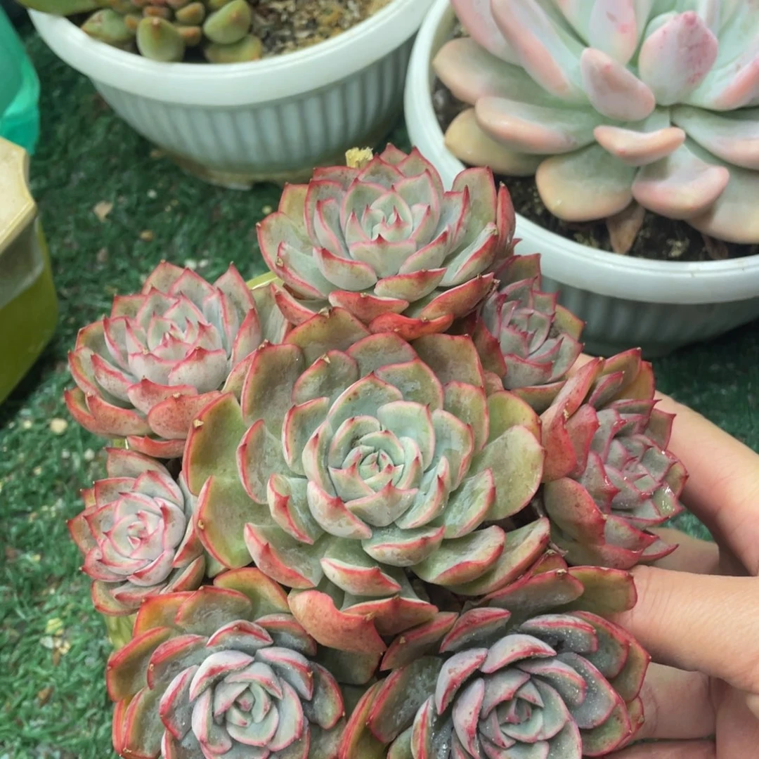 爱格利亚玫瑰一物一拍28包邮非偏远