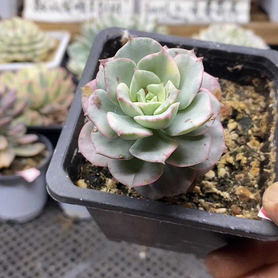 22187 妮可莎娜糊斑锦