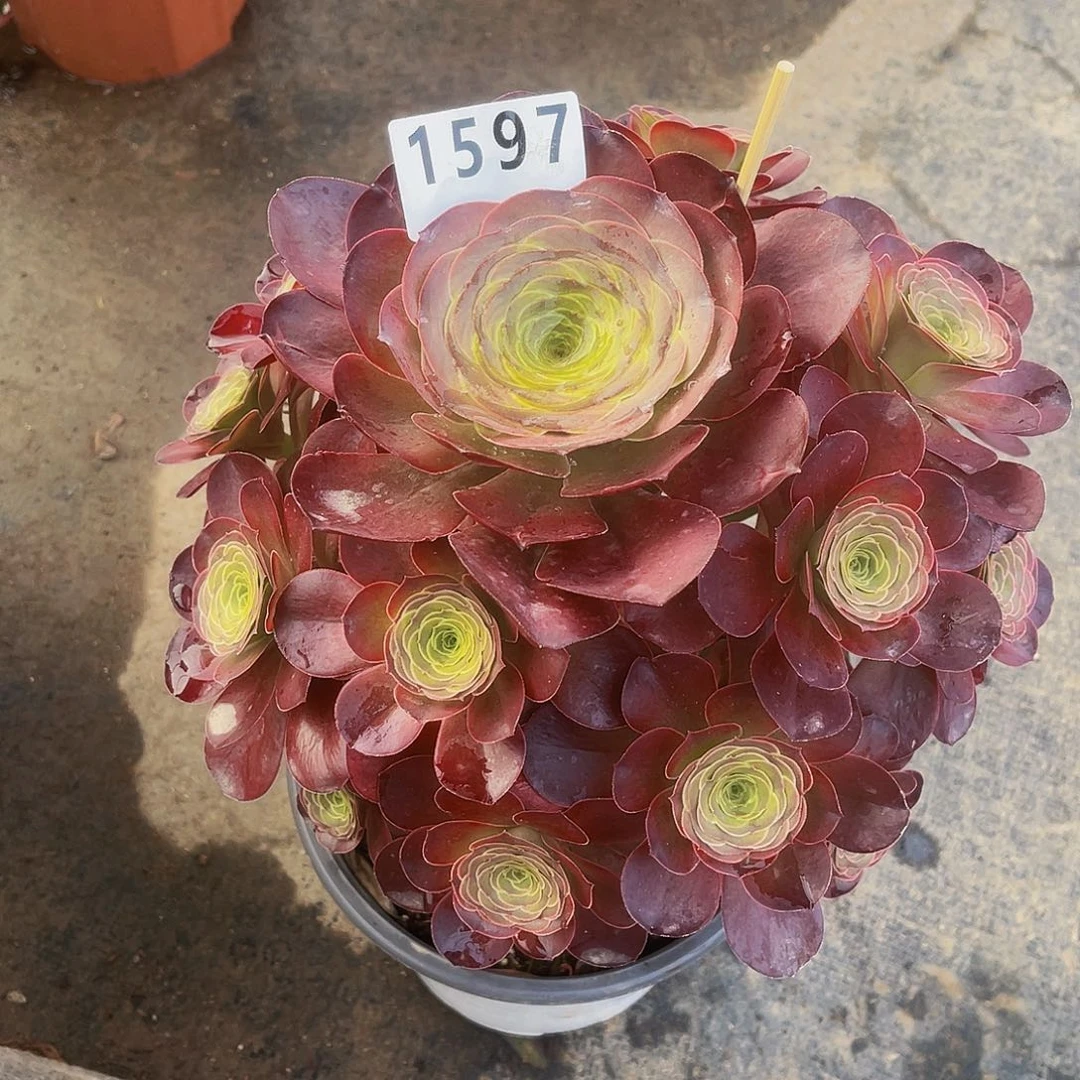 这**好美金玫瑰1597福利嫩庄