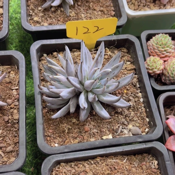 肉****●我的小可爱们都好可爱