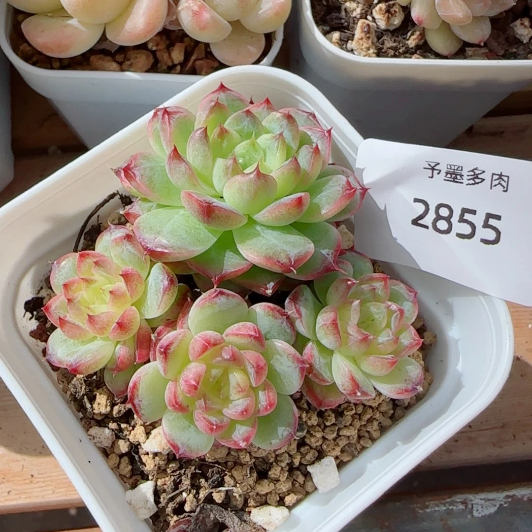 孤品群，2855多肉植物