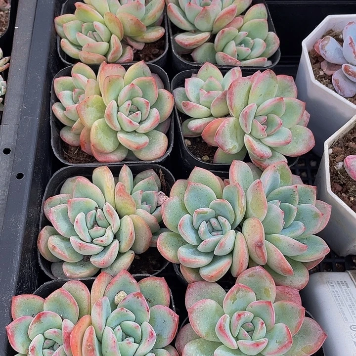 双头泡芙daoptf到盆土发货