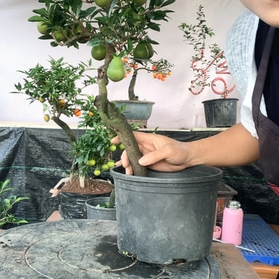 无花朵万年青葫芦