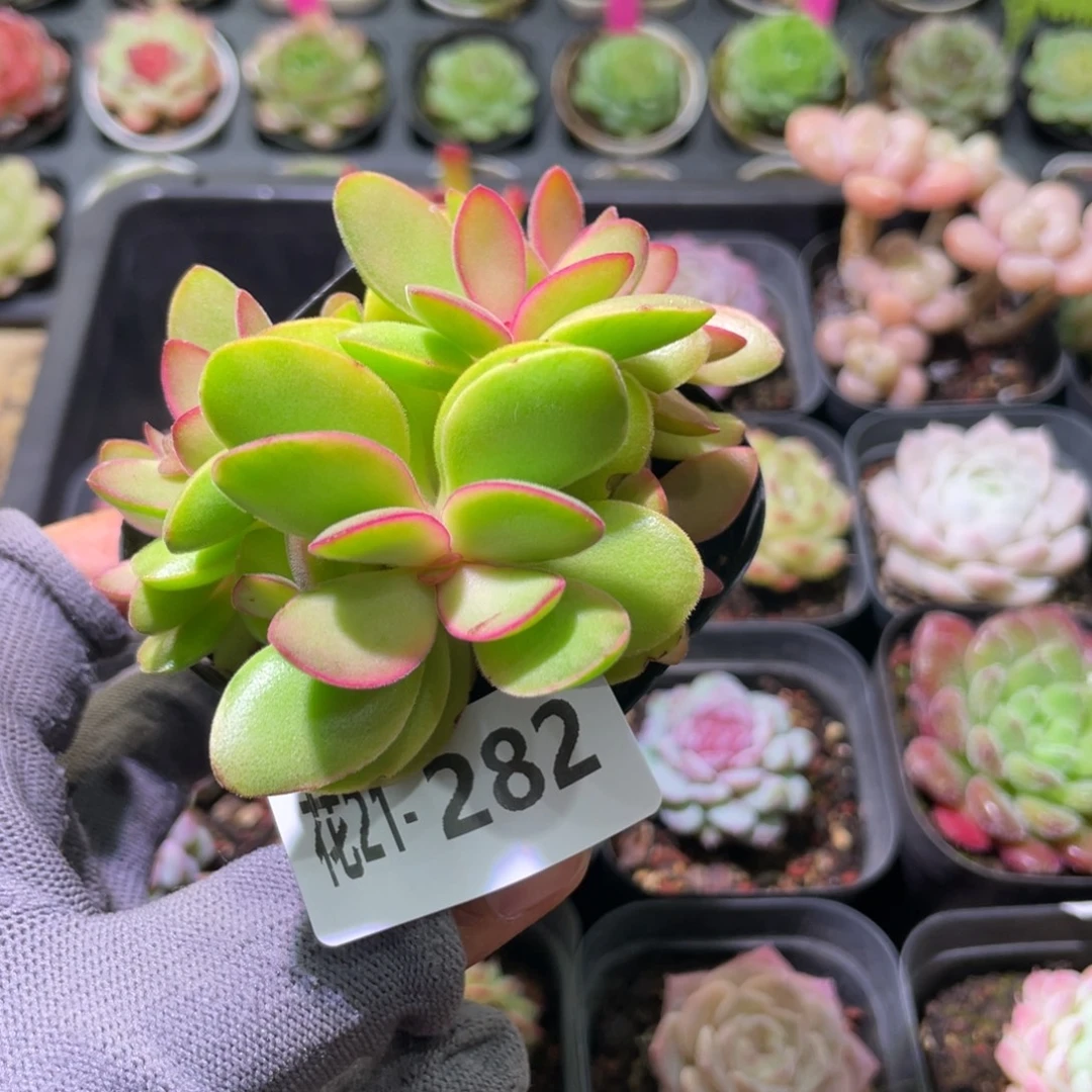 花利美21-282糖果锦