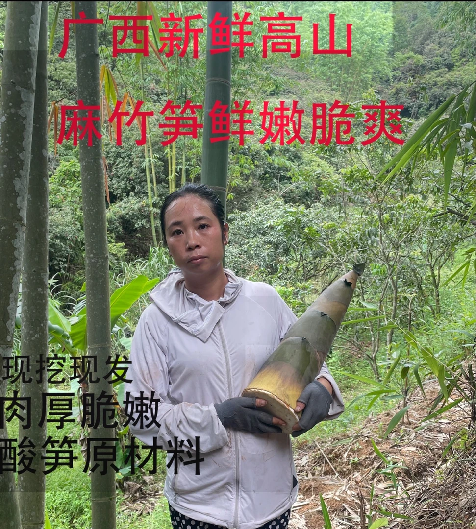 广西新鲜现挖带壳大头麻竹笋苦笋嫩鲜笋