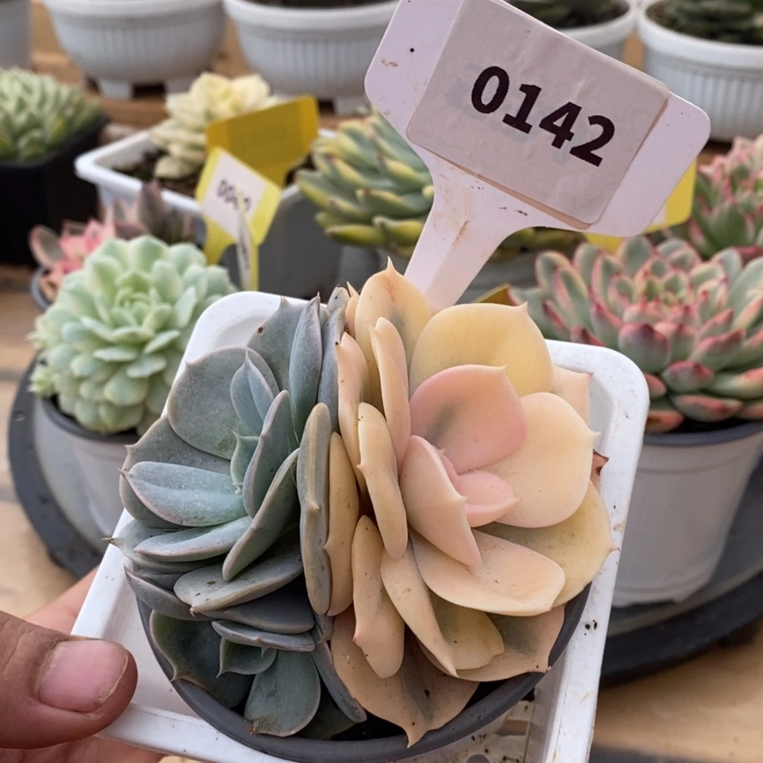 0142双子座哈哈哈