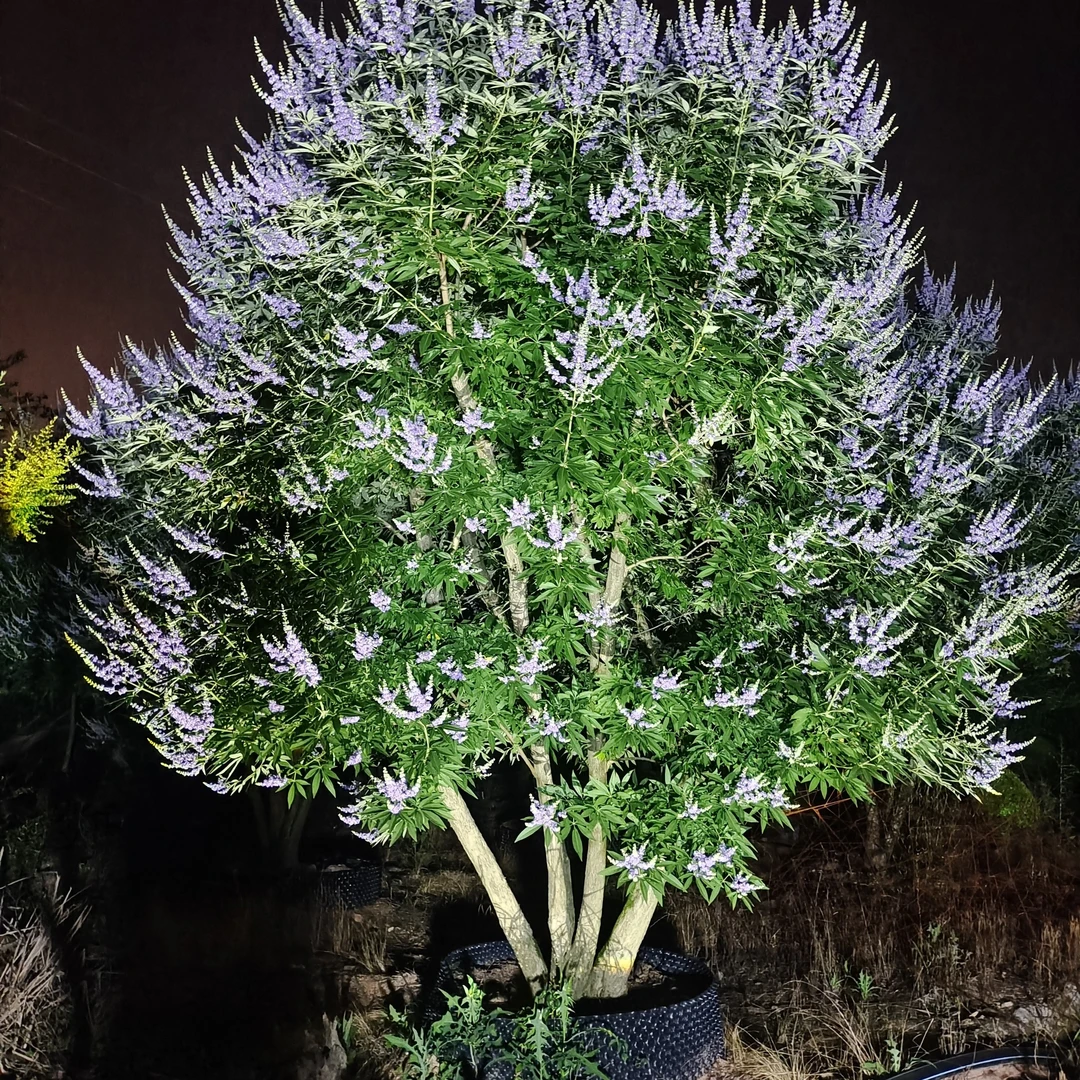 穗花牡荆，适应性强，耐干旱瘠薄，耐盐碱，耐寒性强