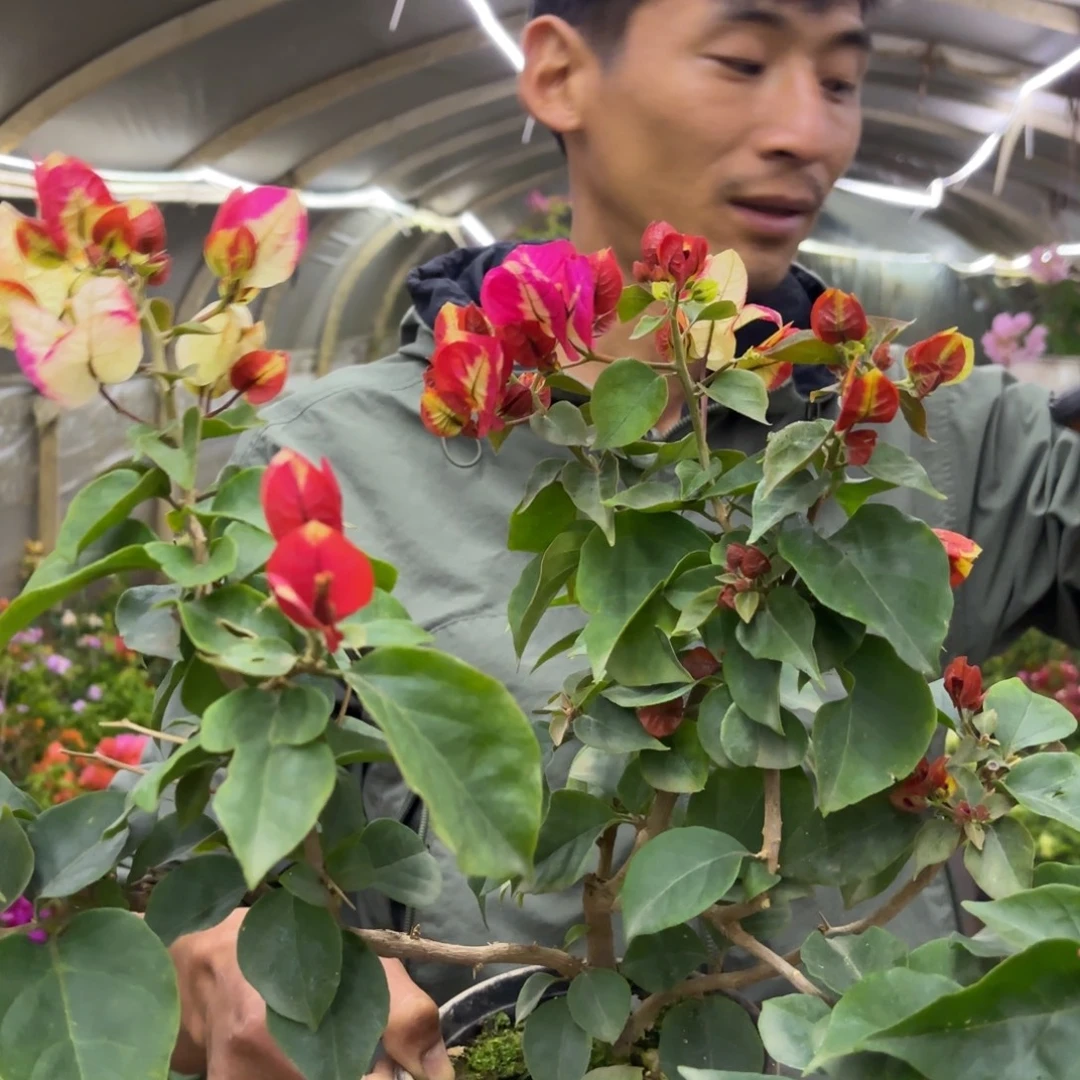 完全开放（哪吒）三角梅会落花落叶会光杆苗有大有小