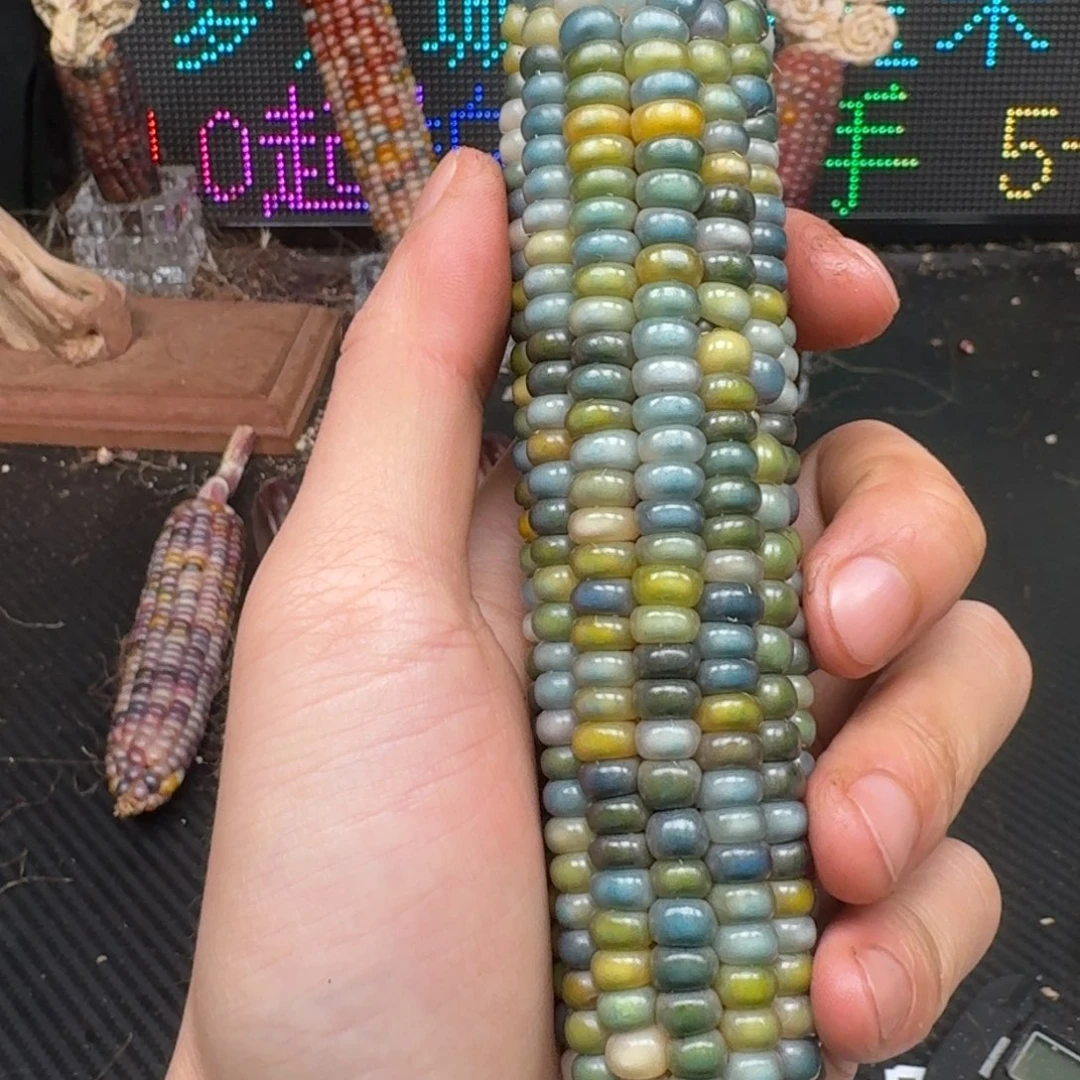 柏香籽/百香籽吊坠念*