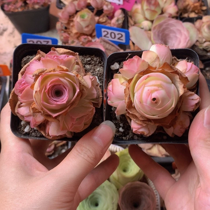 一物一拍组合福利888