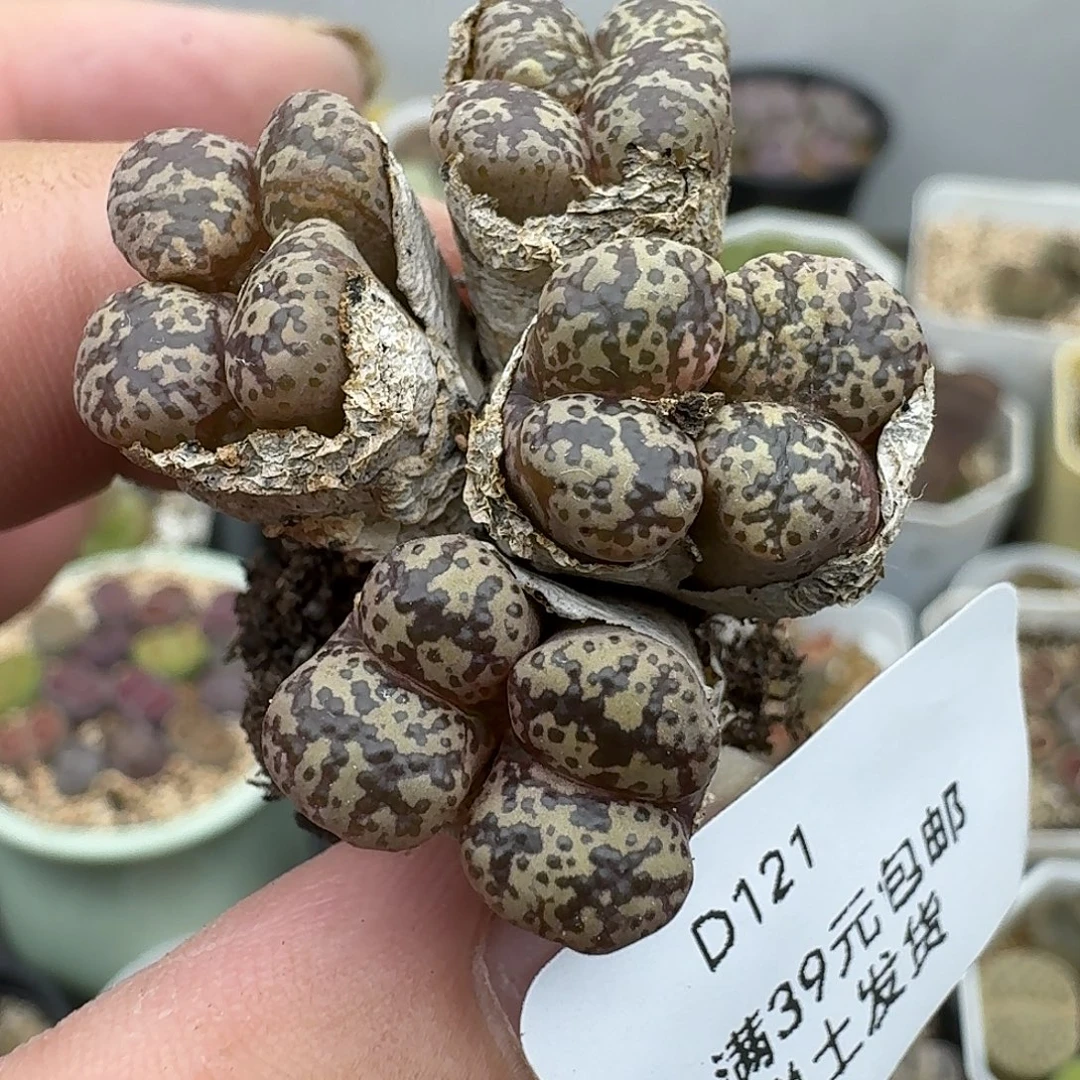 121开播福利款呼呼呼呼呼