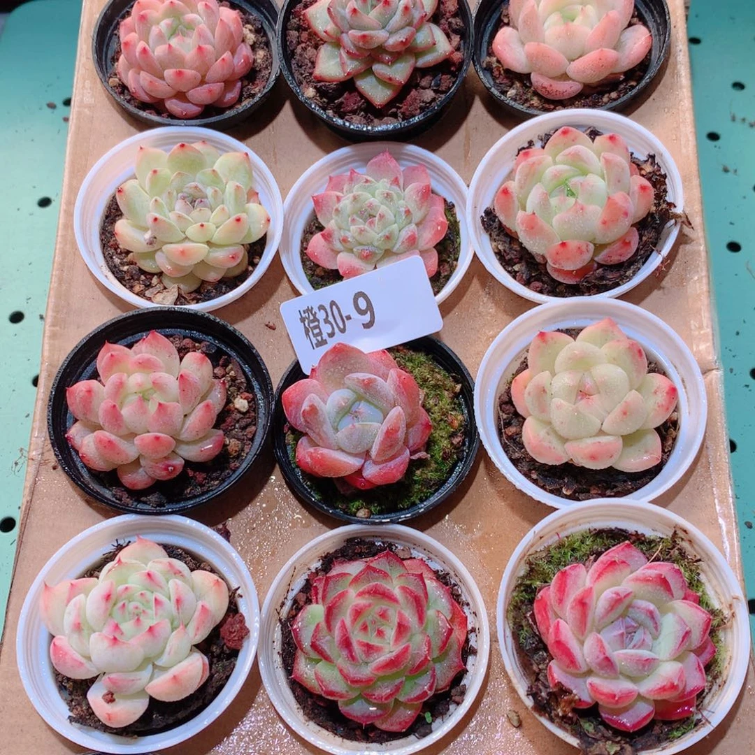 30-9一物一拍多肉带盆18颗