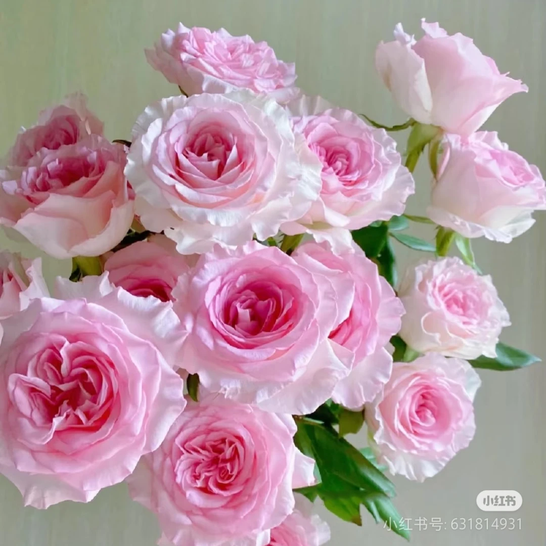 【花速鲜达生活鲜花10支洛神玫瑰】福建广东2单顺丰包邮+营养液