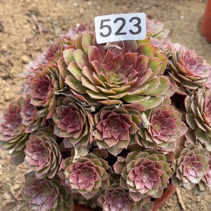 无花朵523多肉植物红魔