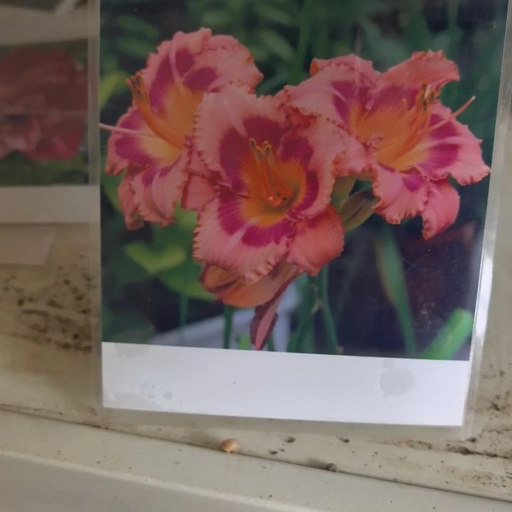 当前无花栽培后可以开花草莓糖带育苗袋发货