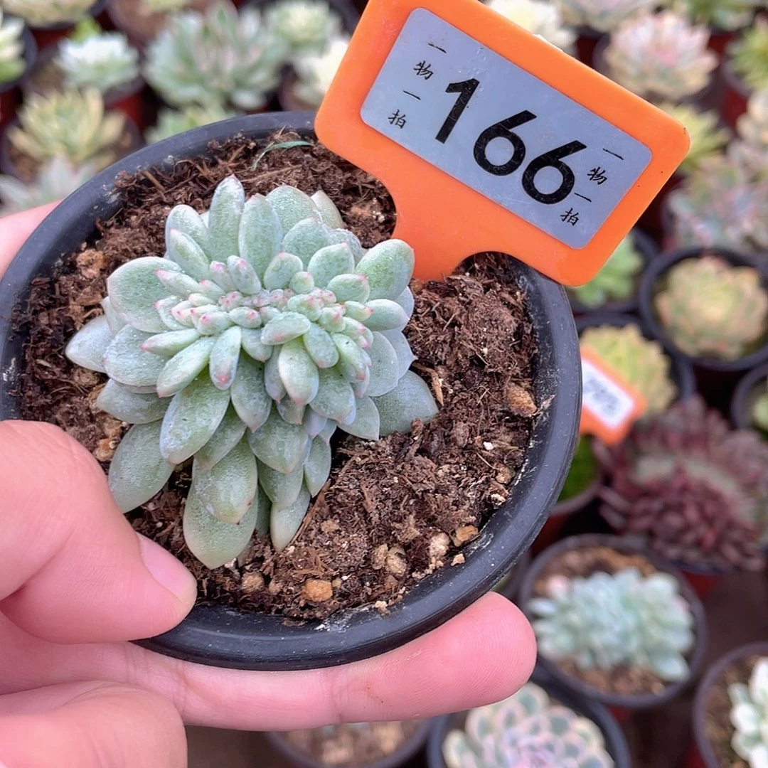 *****166号多肉植物盆栽