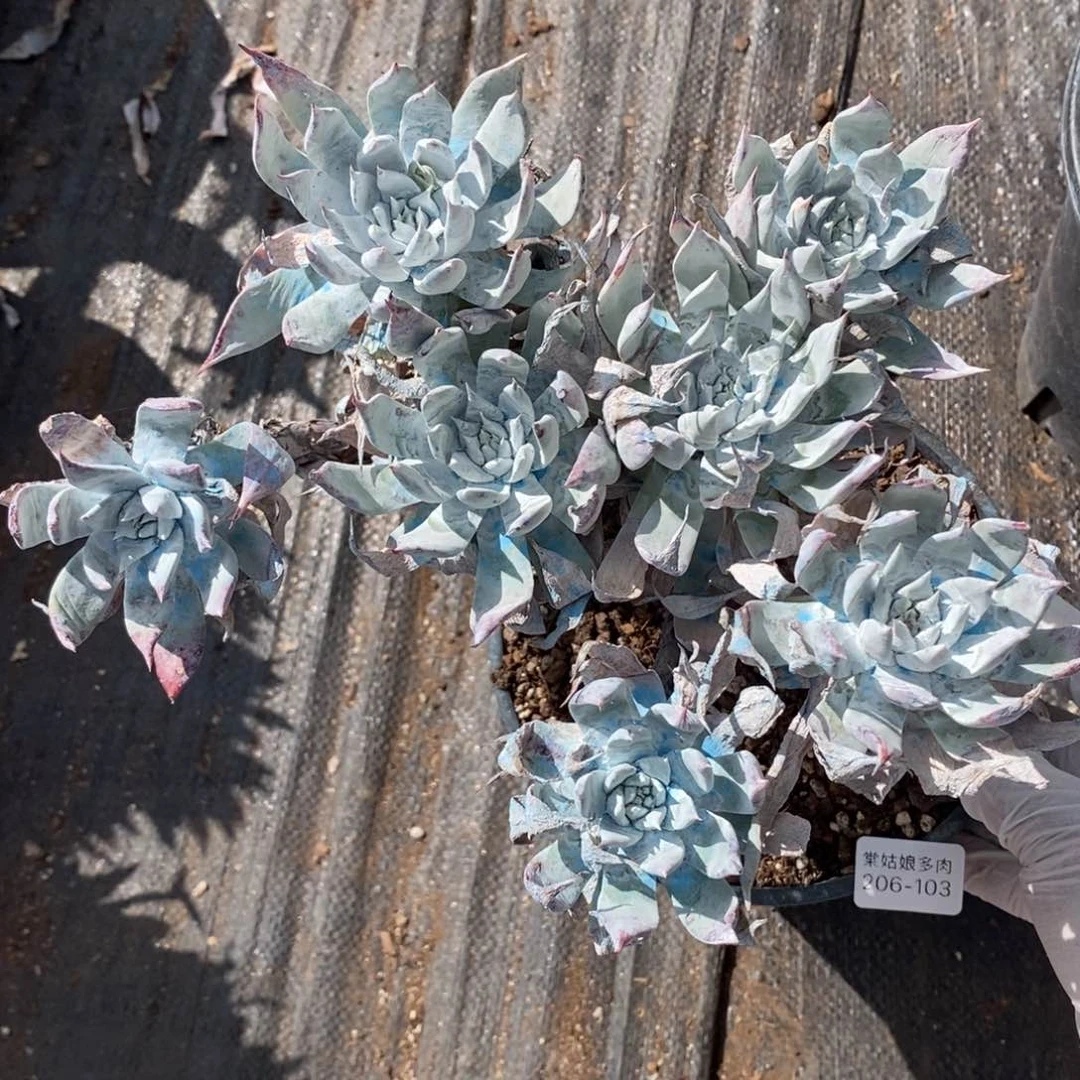 103号苹果叶大群粗腿