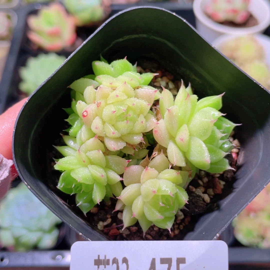 花利美23-475麦秆