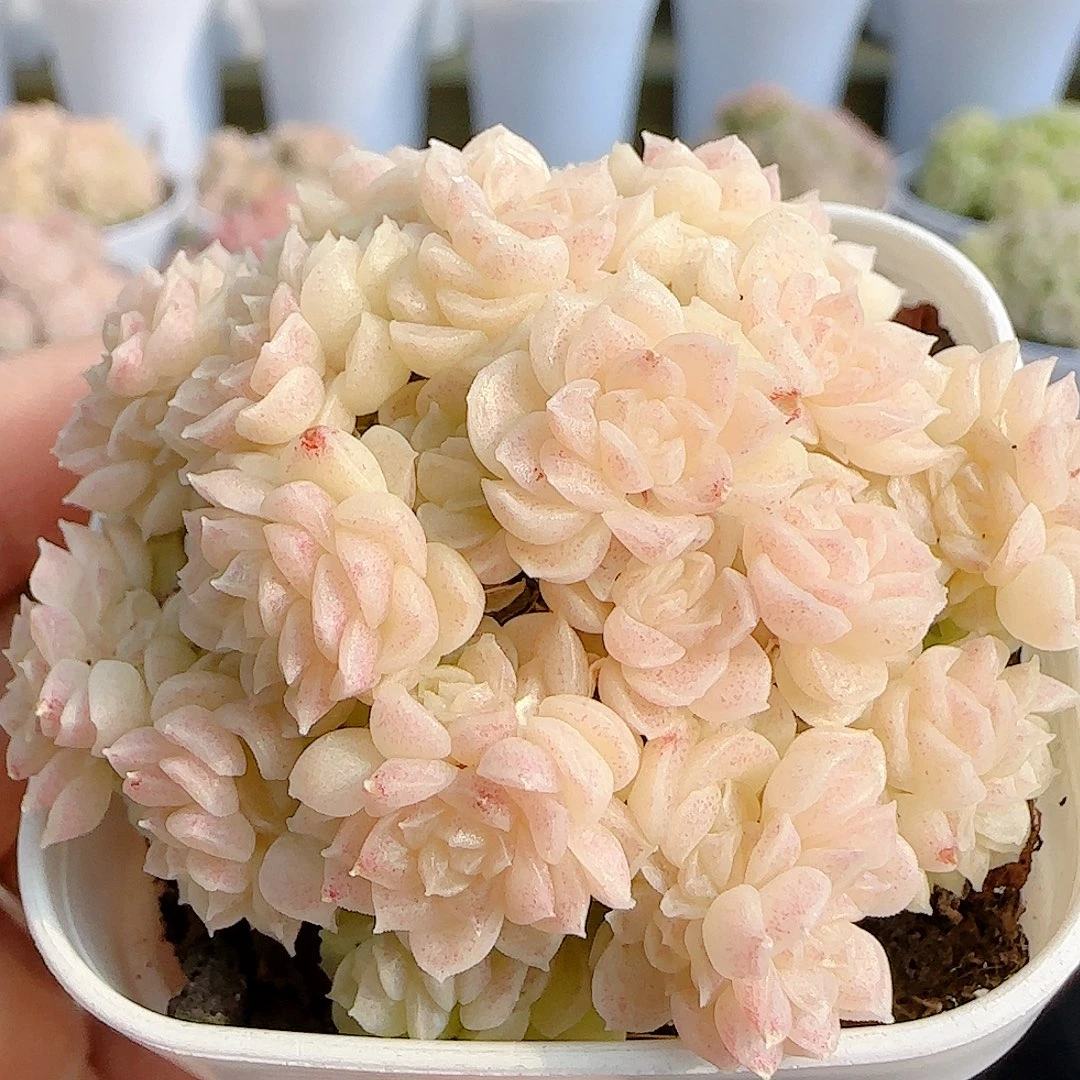 1228-47（HT-11）优选