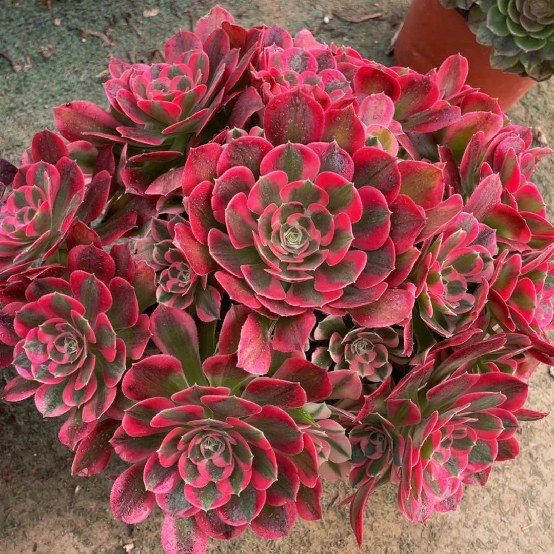 949初恋大捧花精品法师多肉