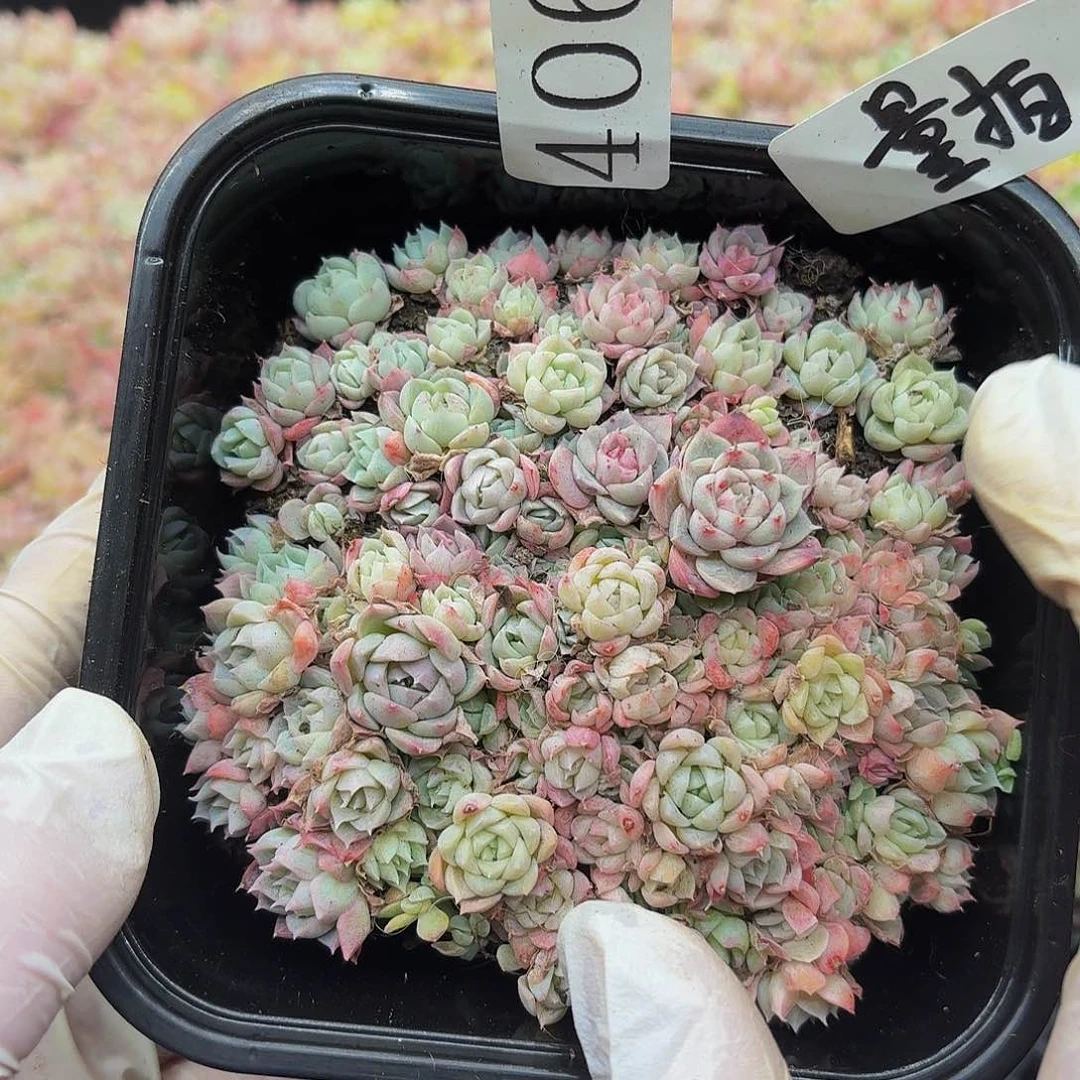 多肉植物多肉植物406量拍