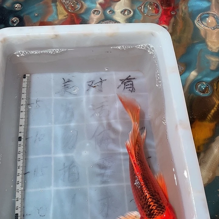 蝴蝶鲤鱼渔场直发21