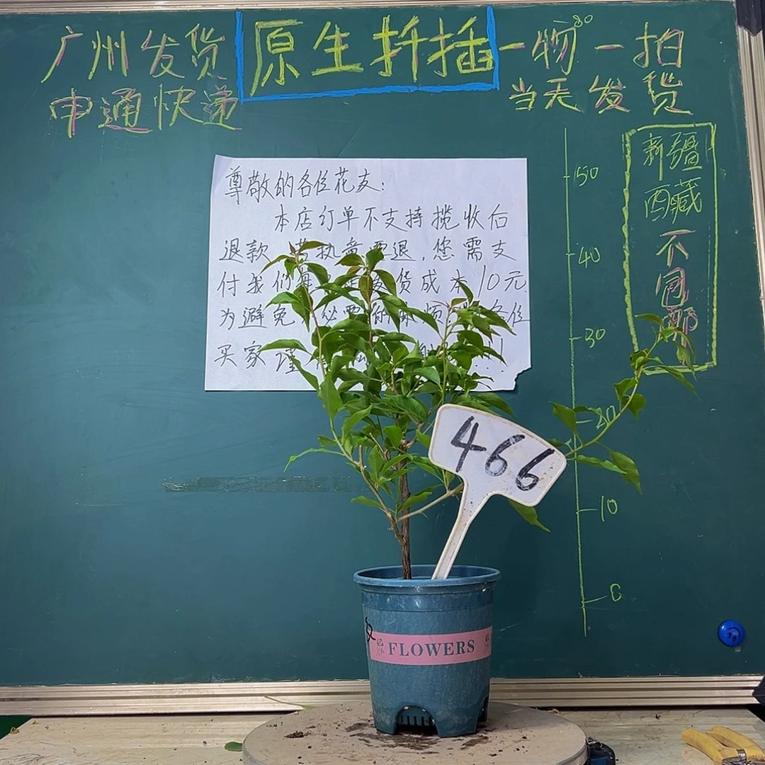 当前无花栽培后可以开花热火桑巴466