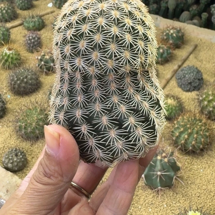 仙人球，御旗虾，有根