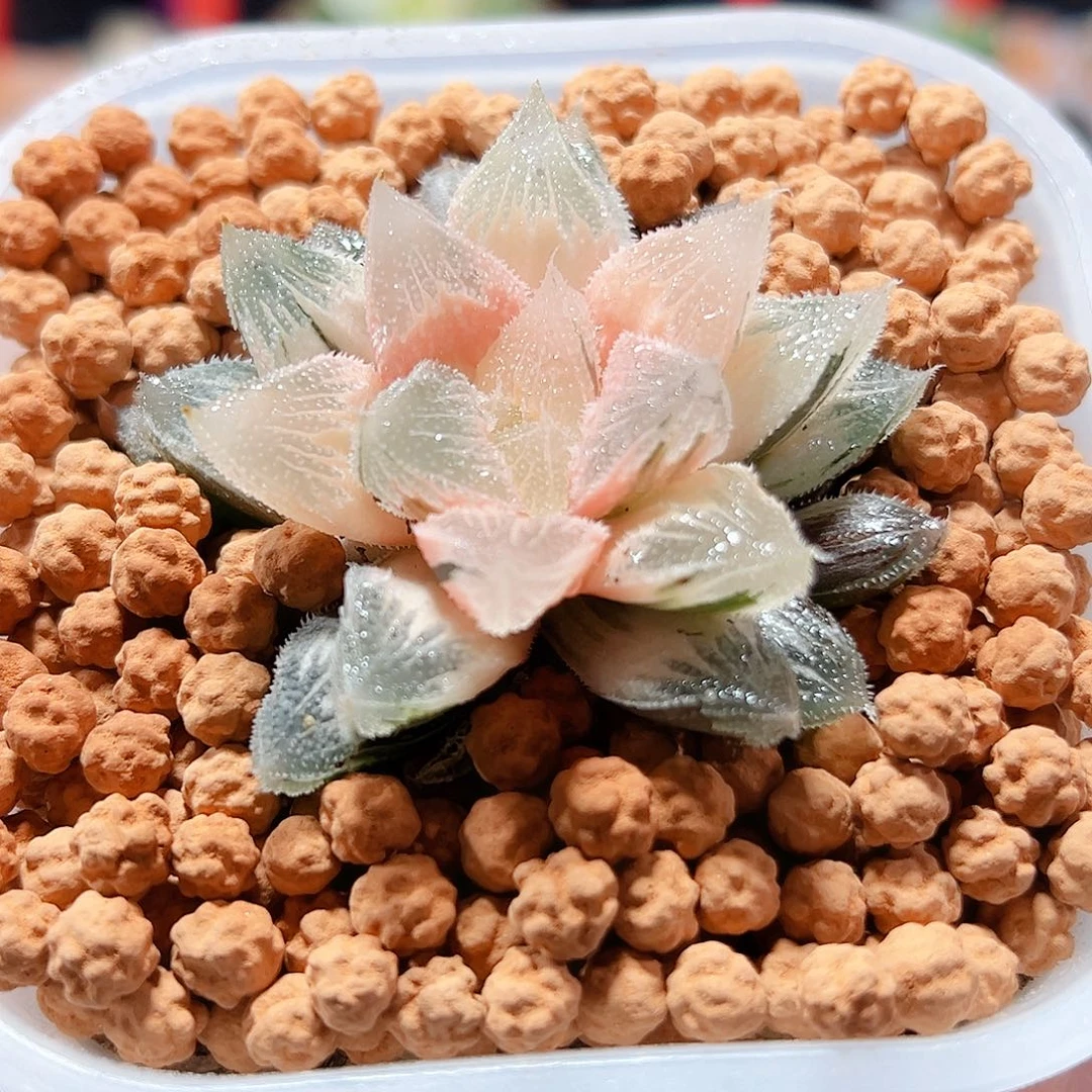 我***久十二卷多肉植物糊斑白帝城