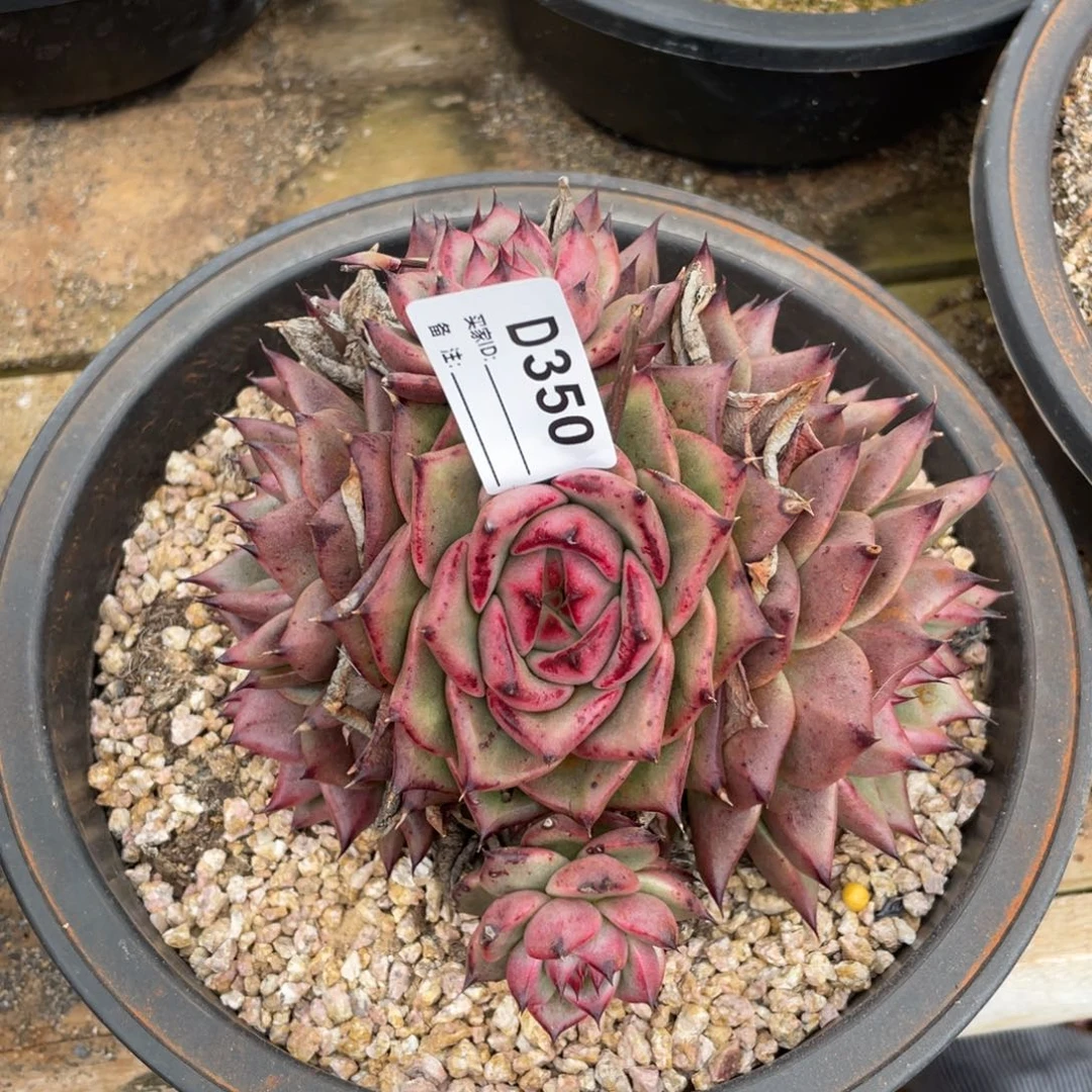 无花朵若如东云单拍D350