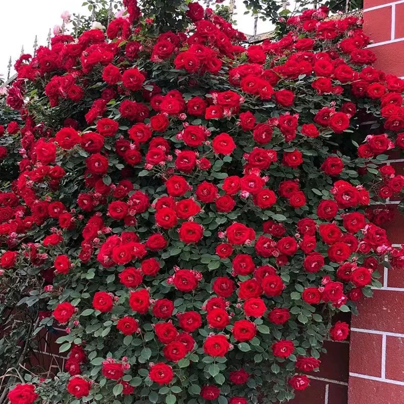 红色藤奔月季-25度过冬天春天夏天秋天开花带盆发货