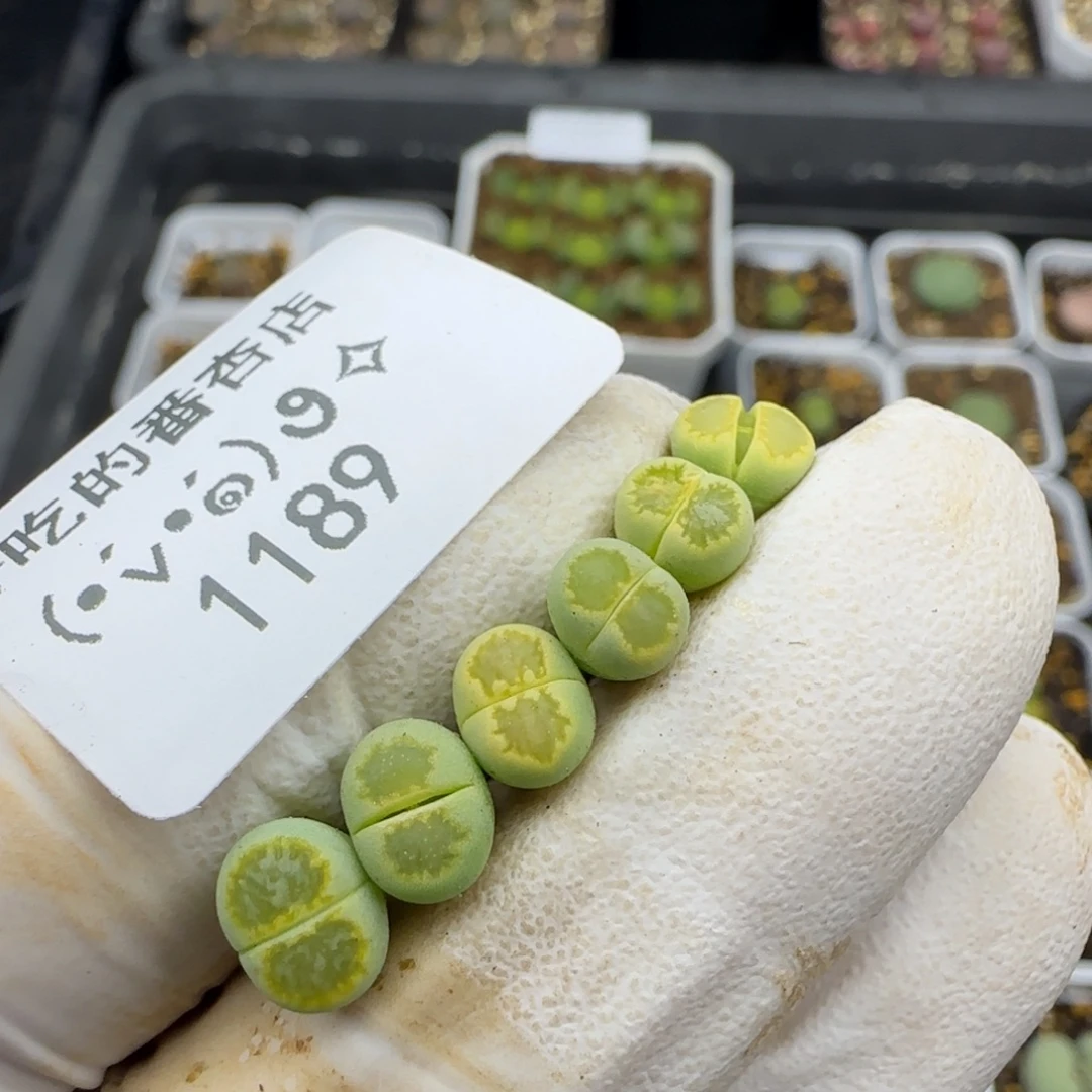 1189。很小。绿菊。。。。。。