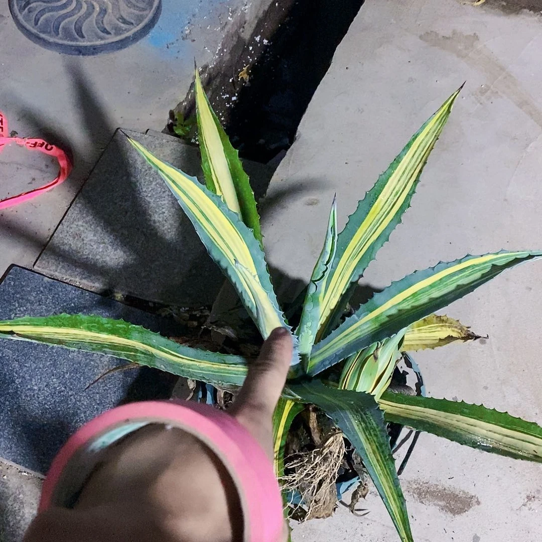 鹏***88628龙舌兰一颗11111