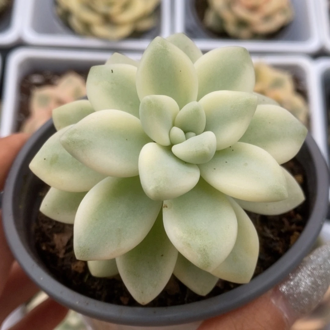 099锦锦锦锦锦锦锦锦锦